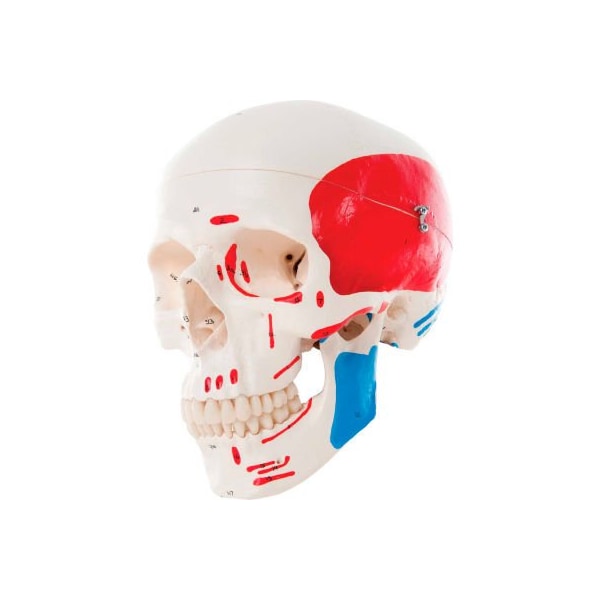 3B Anatomical Model - Classic Skull, 3-Part Painted